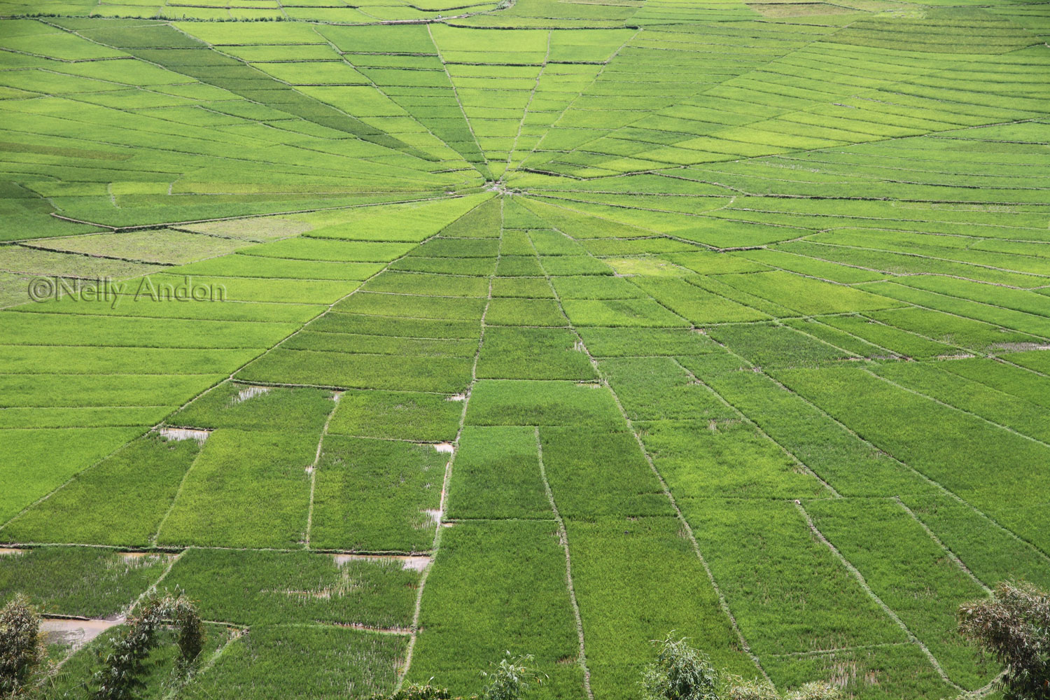 Flores Adventure – Cancar, The Magical Lingko Spiderweb Rice field
